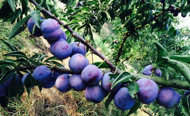 富硒水果采摘自驾攻略(去采摘水果)-硒宝网