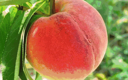 富硒水果采摘自驾攻略(去采摘水果)-硒宝网