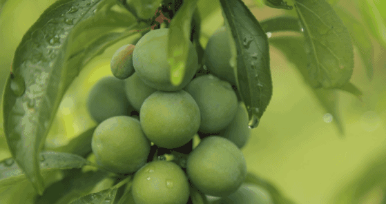 富硒水果采摘自驾攻略(去采摘水果)-硒宝网