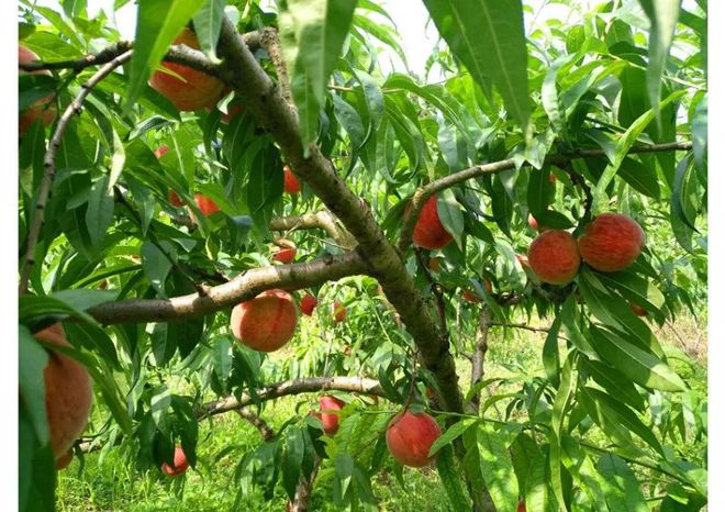 富硒水果采摘自驾攻略(去采摘水果)-硒宝网