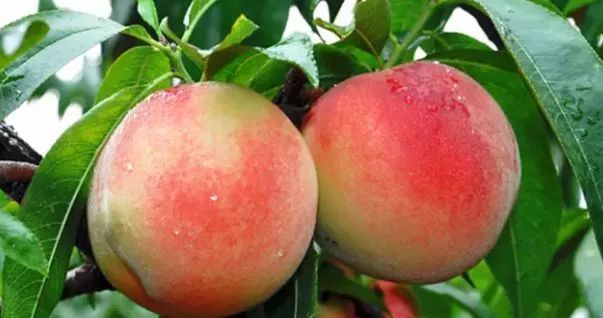 富硒水果采摘自驾攻略(去采摘水果)-硒宝网