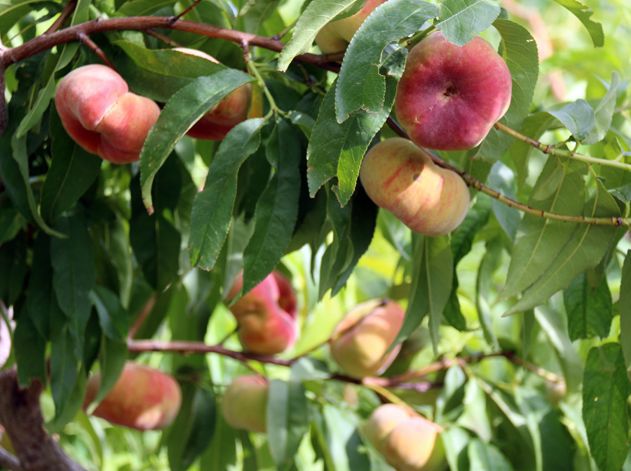 富硒水果采摘自驾攻略(去采摘水果)-硒宝网