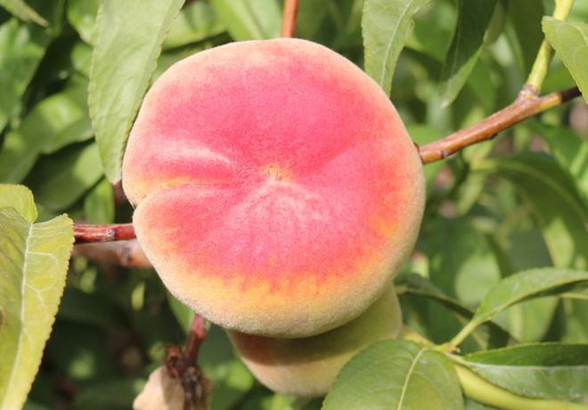 富硒水果采摘自驾攻略(去采摘水果)-硒宝网