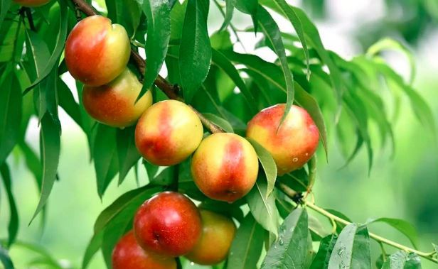 富硒水果采摘自驾攻略(去采摘水果)-硒宝网