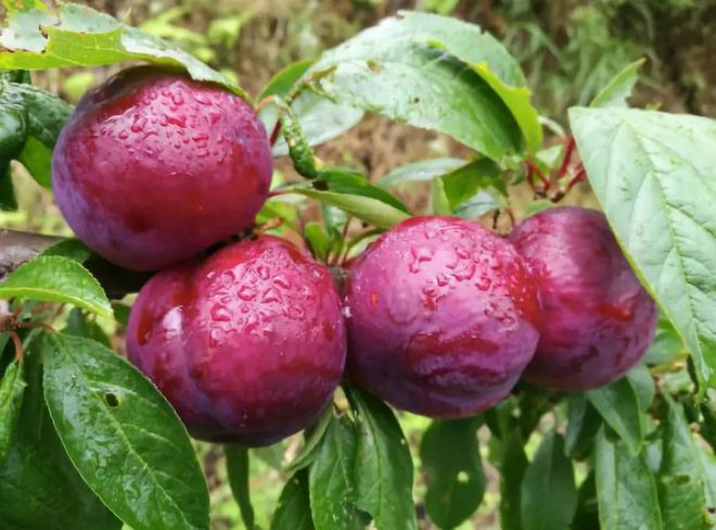 富硒水果采摘自驾攻略(去采摘水果)-硒宝网