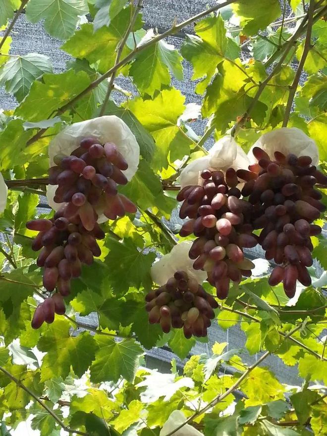 富硒水果采摘自驾攻略(去采摘水果)-硒宝网