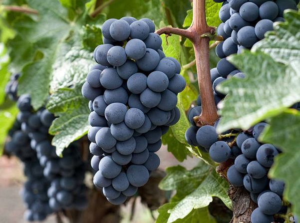 富硒水果采摘自驾攻略(去采摘水果)-硒宝网