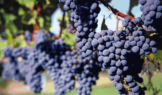 富硒水果采摘自驾攻略(去采摘水果)-硒宝网