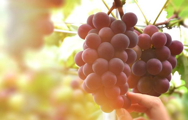 富硒水果采摘自驾攻略(去采摘水果)-硒宝网