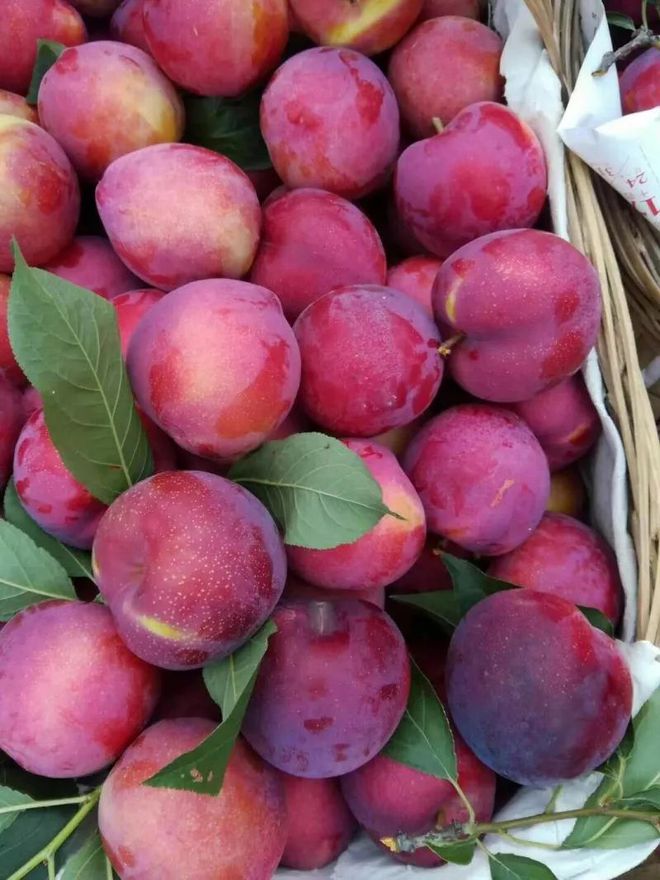 富硒水果采摘自驾攻略(去采摘水果)-硒宝网