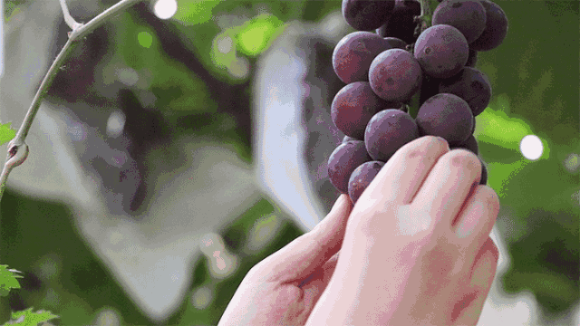 富硒水果采摘自驾攻略(去采摘水果)-硒宝网