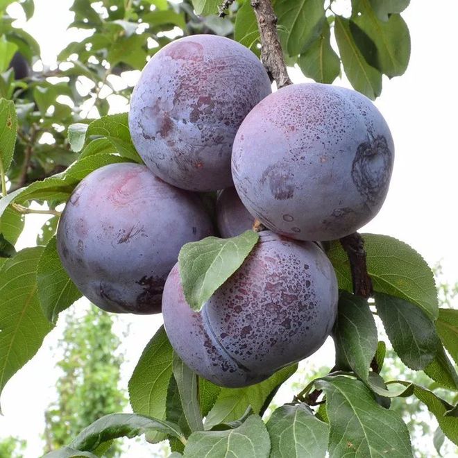 富硒水果采摘自驾攻略(去采摘水果)-硒宝网