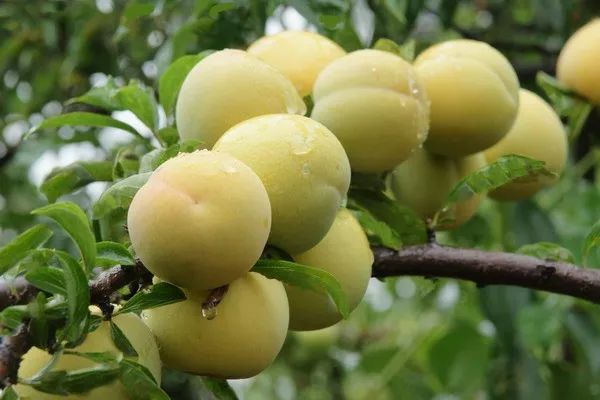 富硒水果采摘自驾攻略(去采摘水果)-硒宝网