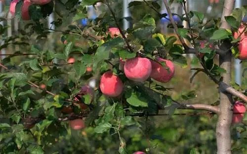 输液补钙一般需要几天（输液补充钙）-硒宝网