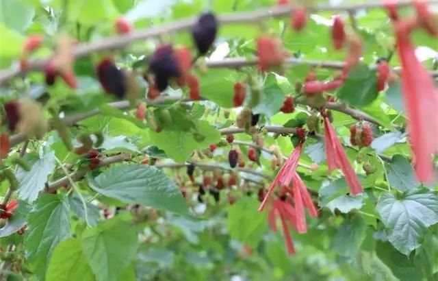 富硒水果采摘自驾攻略（旅游摘水果）-硒宝网