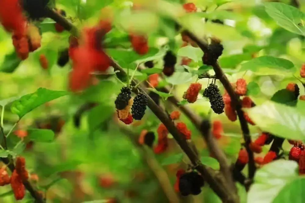 富硒水果采摘自驾攻略（旅游摘水果）-硒宝网