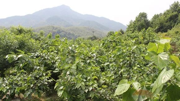 富硒水果采摘自驾攻略（旅游摘水果）-硒宝网