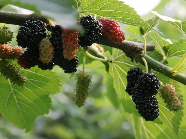 富硒水果采摘自驾攻略（旅游摘水果）-硒宝网