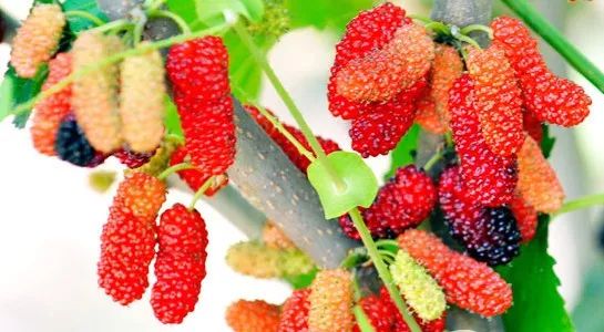 富硒水果采摘自驾攻略（旅游摘水果）-硒宝网