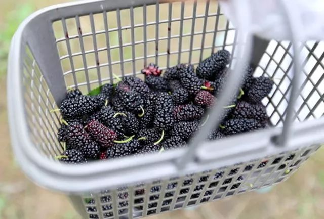 富硒水果采摘自驾攻略（旅游摘水果）-硒宝网