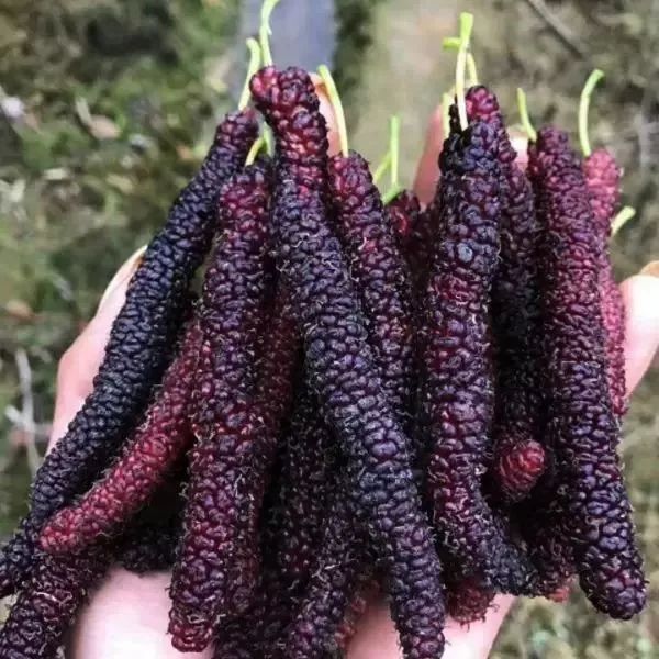 富硒水果采摘自驾攻略（旅游摘水果）-硒宝网