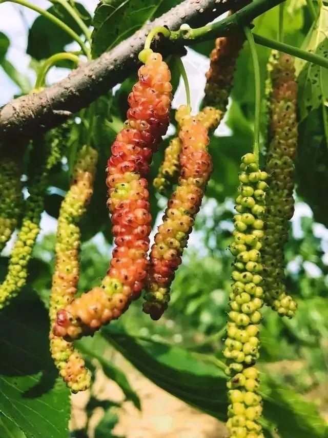 富硒水果采摘自驾攻略（旅游摘水果）-硒宝网