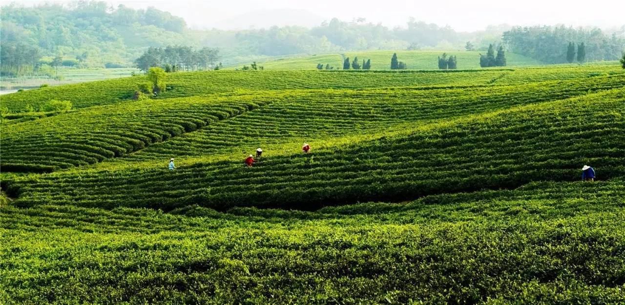 江苏富硒水果苗木销售(江苏富硒农业网)-硒宝网
