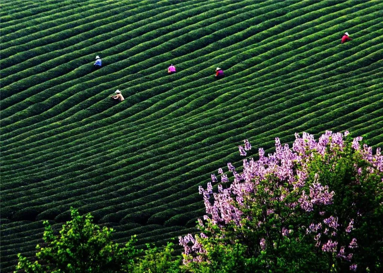 江苏富硒水果苗木销售(江苏富硒农业网)-硒宝网
