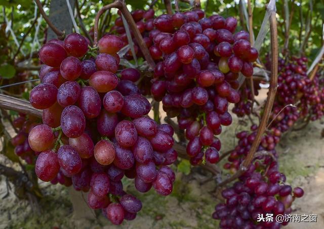 富硒水果就是高品质吗(水果品质富硒高是什么品种)-硒宝网