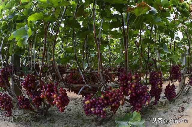 富硒水果就是高品质吗(水果品质富硒高是什么品种)-硒宝网
