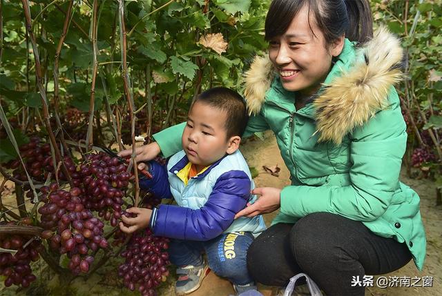 富硒水果就是高品质吗(水果品质富硒高是什么品种)-硒宝网