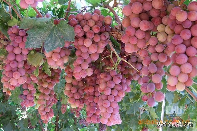 富硒水果就是高品质吗(水果品质富硒高是什么品种)-硒宝网