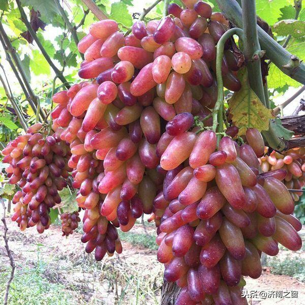 富硒水果就是高品质吗(水果品质富硒高是什么品种)-硒宝网