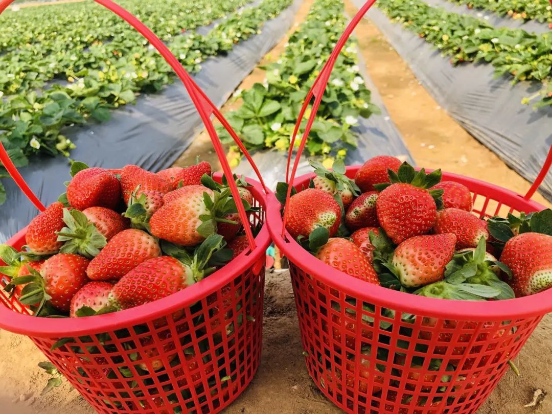 水果玉米含富硒多少克（玉米含硒元素高吗）-硒宝网