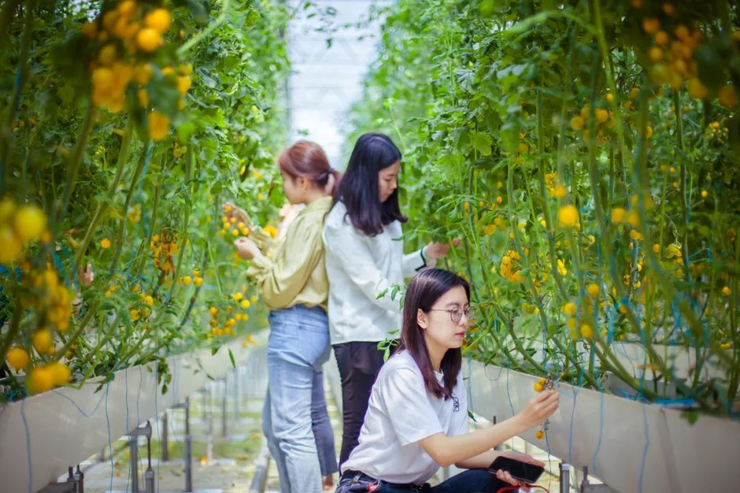 水果玉米含富硒多少克（玉米含硒元素高吗）-硒宝网