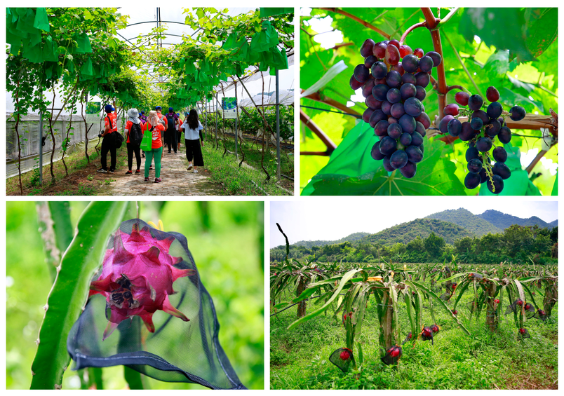 水果玉米含富硒多少克（玉米含硒元素高吗）-硒宝网