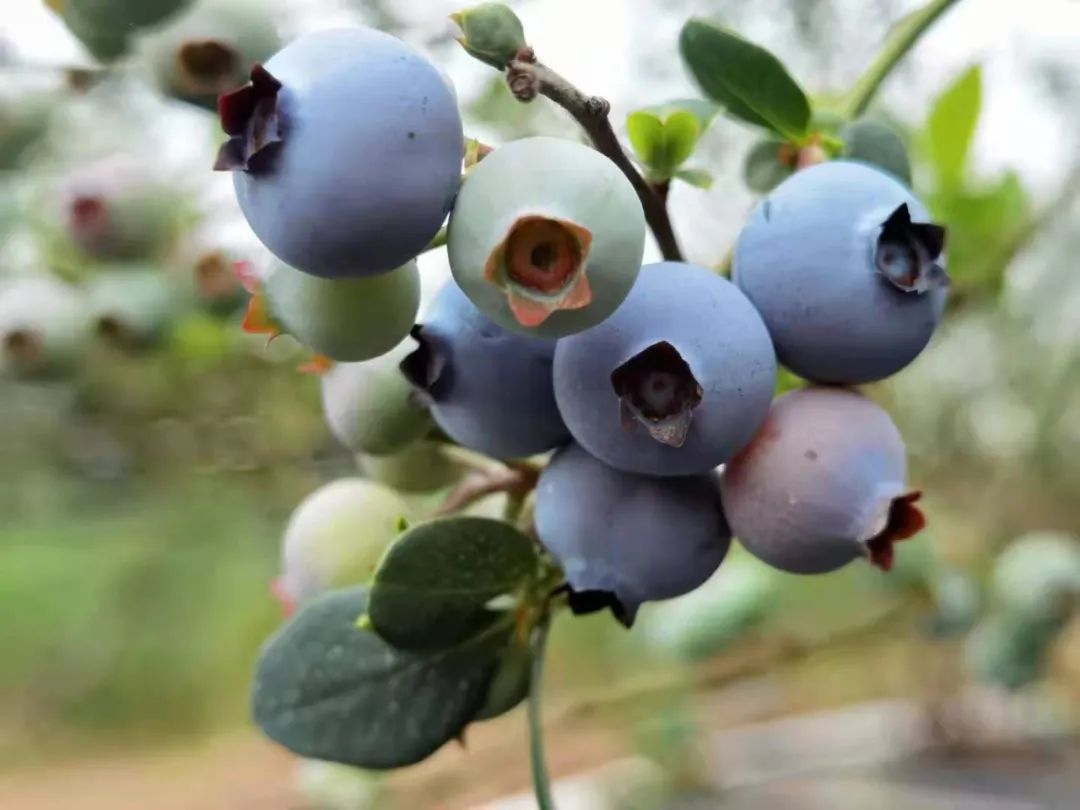 水果玉米含富硒多少克（玉米含硒元素高吗）-硒宝网