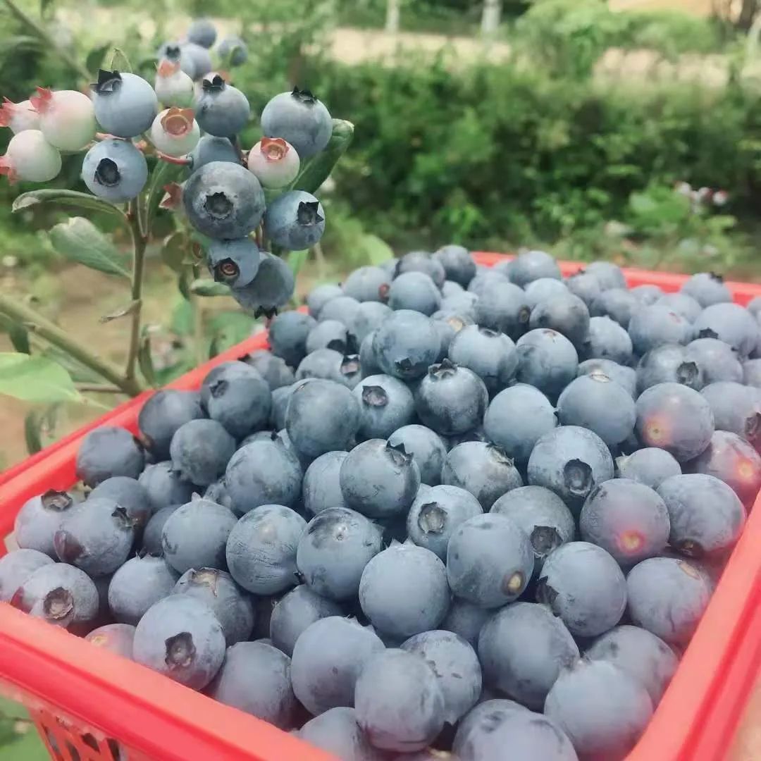 水果玉米含富硒多少克（玉米含硒元素高吗）-硒宝网