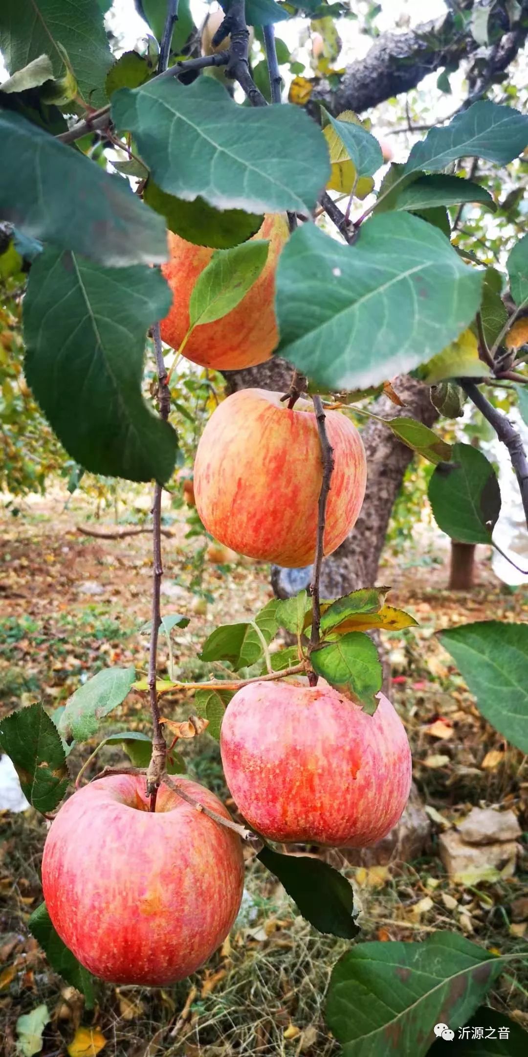 绿色生态富硒水果基地(水果示范基地)-硒宝网