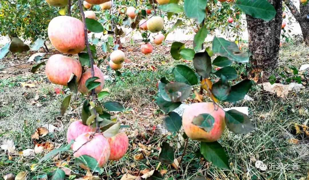 绿色生态富硒水果基地(水果示范基地)-硒宝网