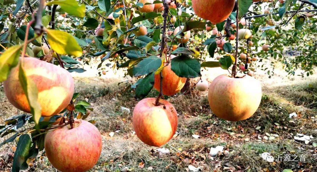 绿色生态富硒水果基地(水果示范基地)-硒宝网
