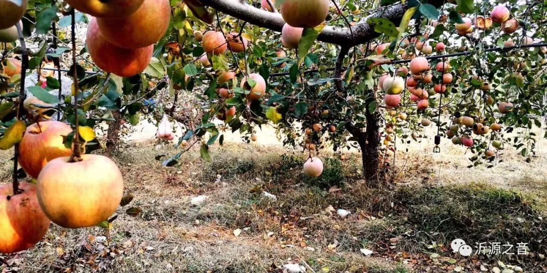 绿色生态富硒水果基地(水果示范基地)-硒宝网