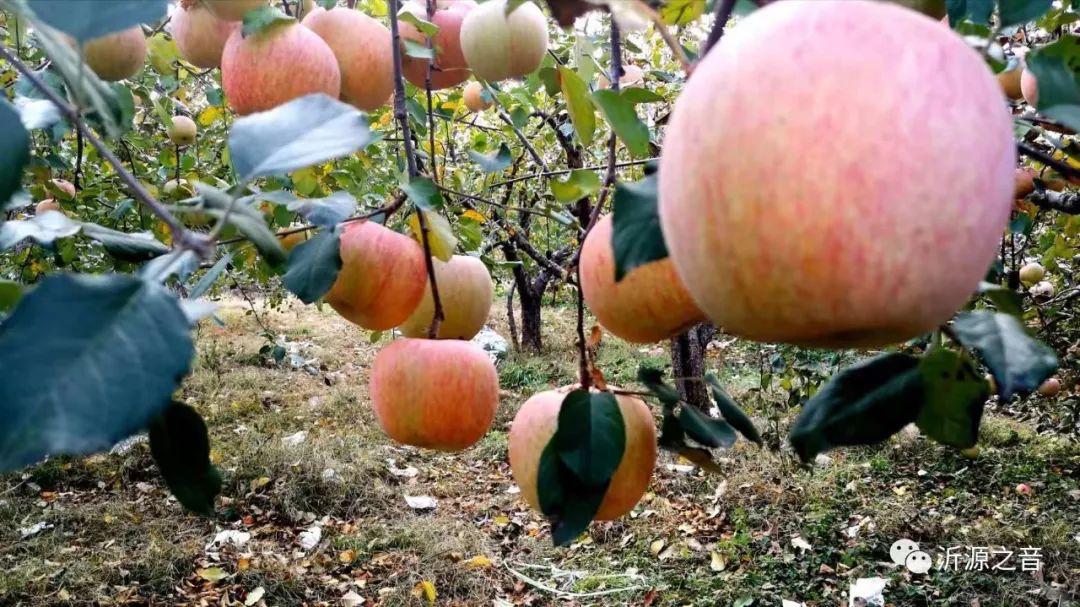 绿色生态富硒水果基地(水果示范基地)-硒宝网