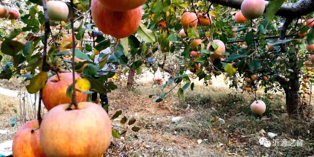 绿色生态富硒水果基地(水果示范基地)-硒宝网