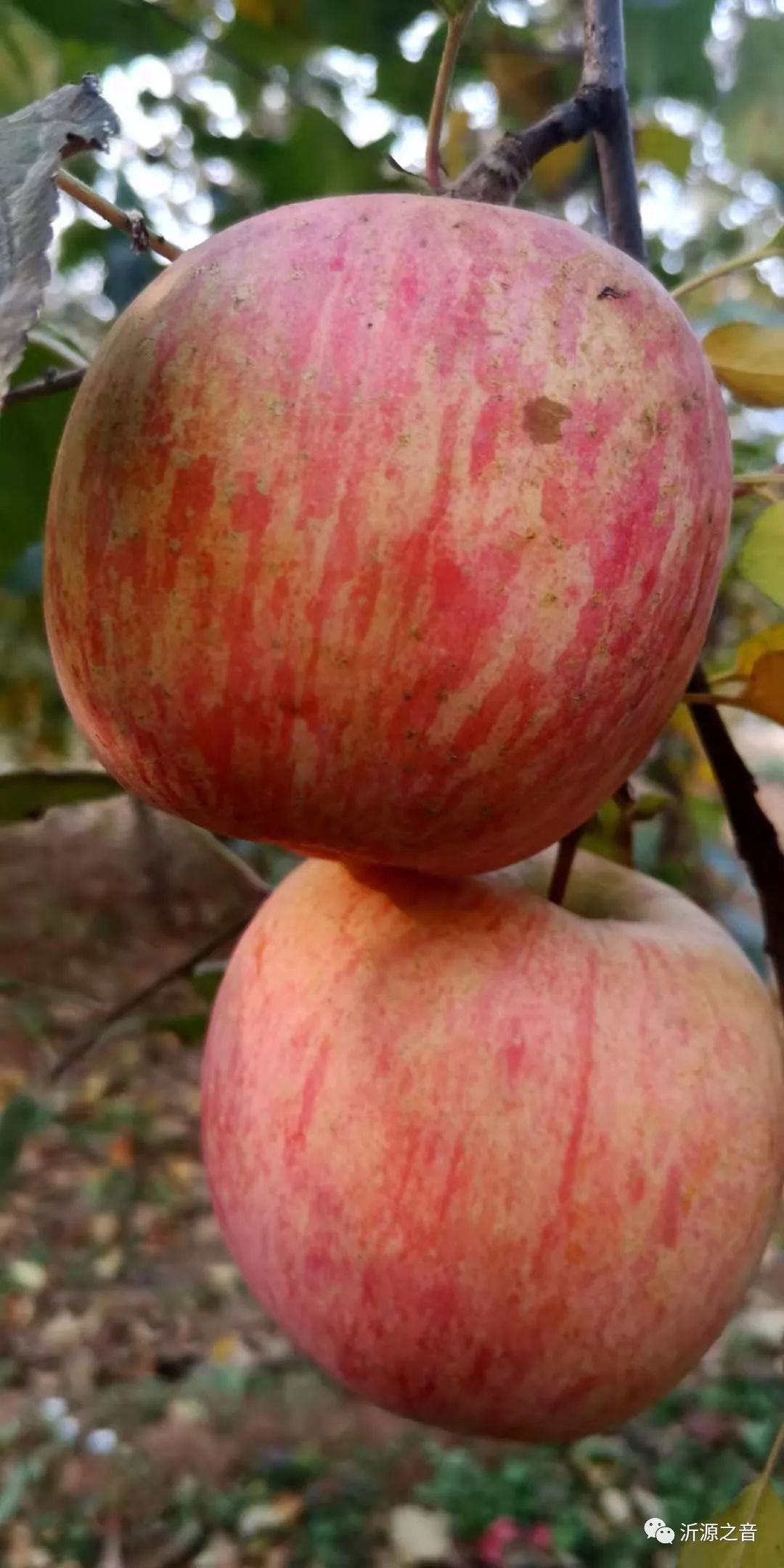绿色生态富硒水果基地(水果示范基地)-硒宝网