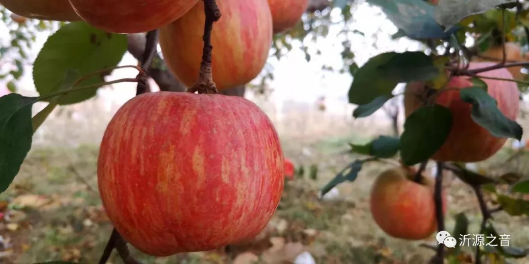 绿色生态富硒水果基地(水果示范基地)-硒宝网