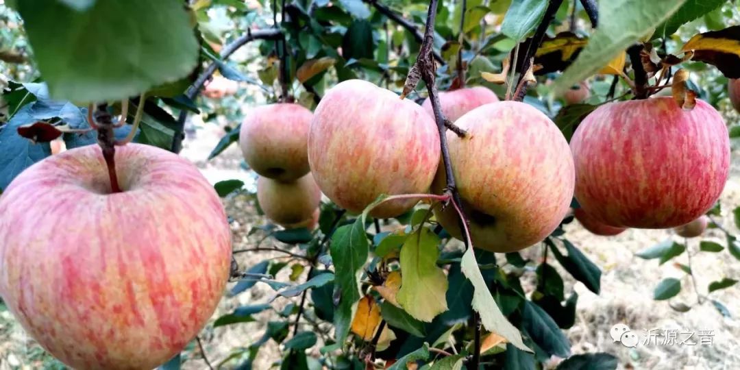 绿色生态富硒水果基地(水果示范基地)-硒宝网