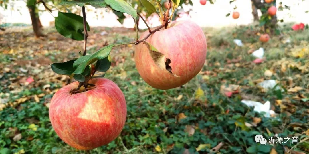 绿色生态富硒水果基地(水果示范基地)-硒宝网
