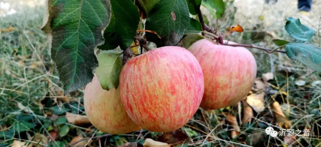 绿色生态富硒水果基地(水果示范基地)-硒宝网