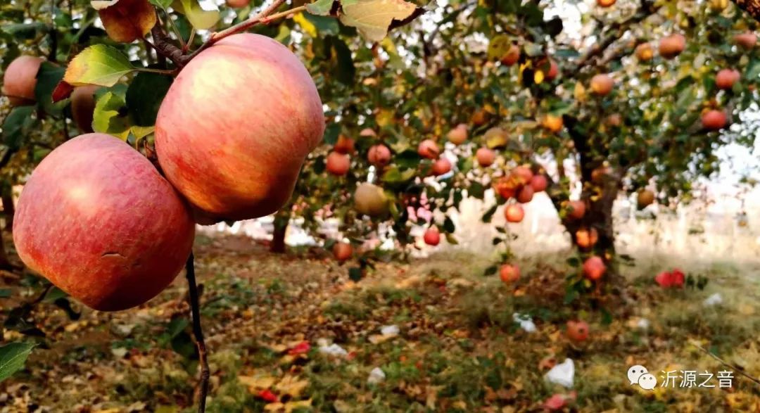 绿色生态富硒水果基地(水果示范基地)-硒宝网